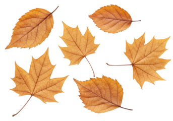 Isolated Assortment of Dry Autumn Leaves