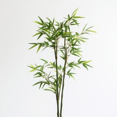 Obraz premium Green Bamboo Plant with Lush Foliage Against White Background