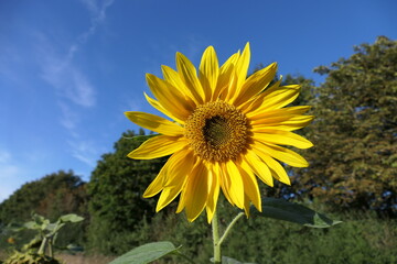 A vibrant sunflower with golden petals and a dark brown center stands tall against a clear blue sky. Its green leaves stretch outward, catching the sunlight. In the background, lush green trees.