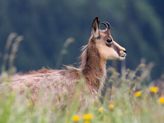 portrait d'un chamois dans les Vosges 