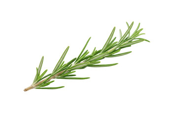 Fototapeta premium Isolated Fresh Rosemary Sprig, Aromatic Herb