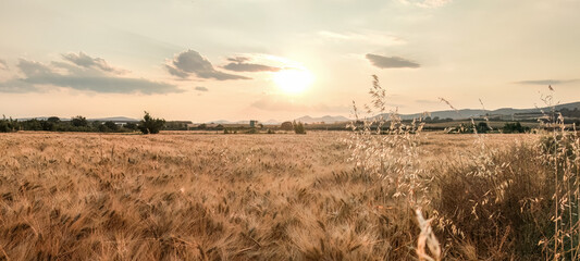 Beautiful scenery of harvesting wheat field on sunset colors, summer period