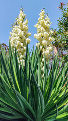 Obraz premium Yucca filamentosa or Adams needle in the garden design