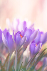 Krokusblüten