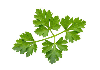 Isolated Parsley Branch with Detailed Leaf Structure