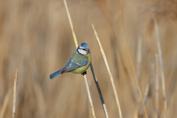 Close-up Eurasian blue tit holds on a reed and looks toward the camera lens on a sunny winter day...