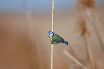 Eurasian blue tit holds onto a thin reed toward the camera lens on a sunny winter day with...