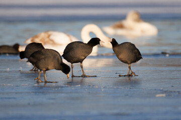 Common coots stand on the frozen lake on a sunny winter day.	