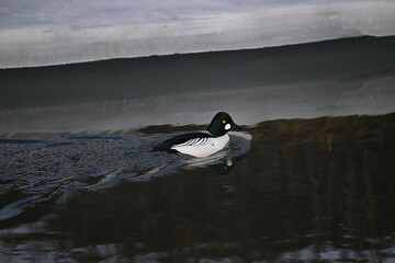ducks on the water, wild duck in the snow, common goldeneye, female, winter, ice, snow, river, male