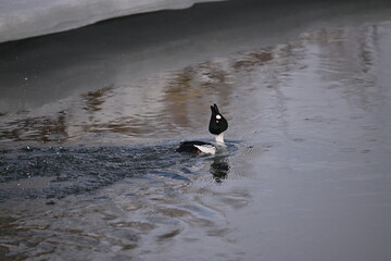 ducks on the water, wild duck in the snow, common goldeneye, female, winter, ice, snow, river