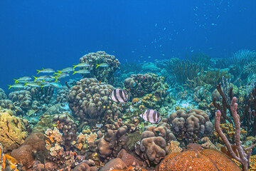 Caribbean coral garden, Bonaire