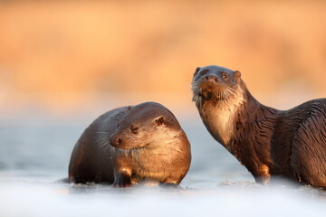 Wydra (Lutra lutra), otter