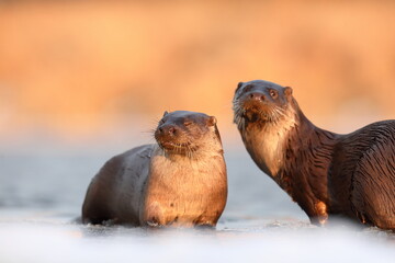 Wydra (Lutra lutra), otter