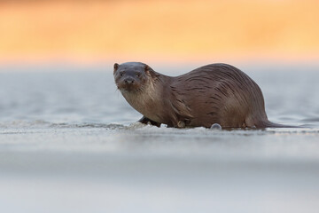 Wydra (Lutra lutra), otter