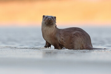 Wydra (Lutra lutra), otter