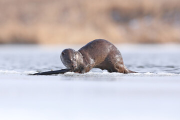 Wydra (Lutra lutra), otter