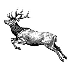 Obraz premium Engraved Jumping Deer with Antlers Detailed Black and White Outline Line Art Drawing