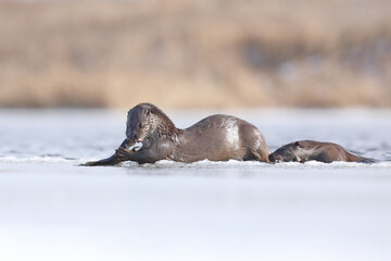 Wydra (Lutra lutra), otter