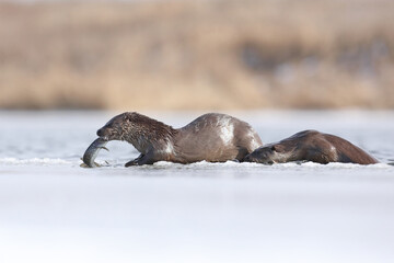 Fototapeta premium Wydra (Lutra lutra), otter