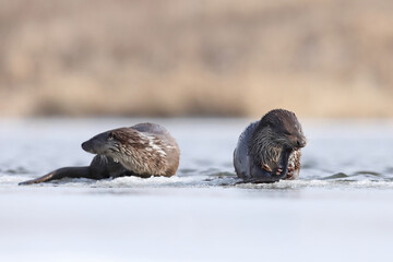 Wydra (Lutra lutra), otter