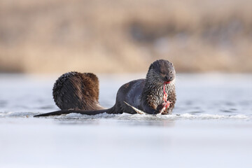 Wydra (Lutra lutra), otter