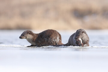 Wydra (Lutra lutra), otter