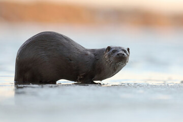 Fototapeta premium Wydra (Lutra lutra), otter