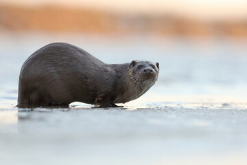 Wydra (Lutra lutra), otter