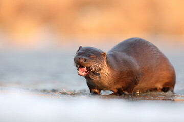 Wydra (Lutra lutra), otter