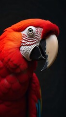 Fototapeta premium Stunning Scarlet Macaw Portrait Candid Wildlife Photography