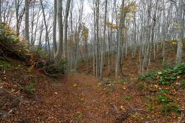 Historic old road “Salt Road” which is also a long distance hiking course and its surroundings