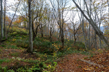 Historic old road “Salt Road” which is also a long distance hiking course and its surroundings