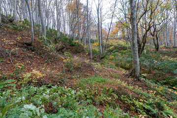Historic old road “Salt Road” which is also a long distance hiking course and its surroundings