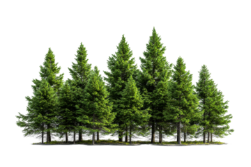 Lush evergreen trees on transparent background png format nature scene outdoor setting natural viewpoint fresh concept