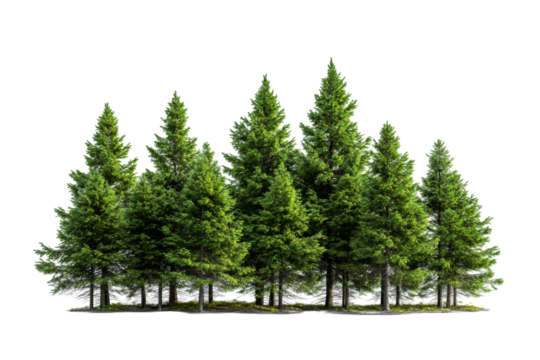 Lush evergreen trees on transparent background png format nature scene outdoor setting natural viewpoint fresh concept