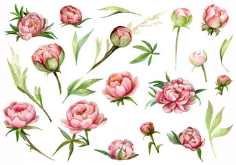 Watercolor set of pink peonies with green leaves. Hand drawn botanical illustration. Realistic isolated objects on white background for design of postcard, stickers.