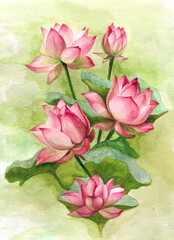 Bouquet of pink lotus flowers and leaves. Watercolor illustration. Bright Asian tropical water lily plant with bud. For design of botanical and greeting card, advertising, label.