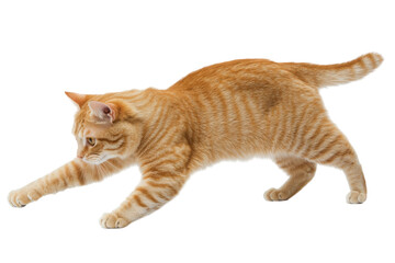 Playful orange cat in motion transparency background png transparent white animal photography