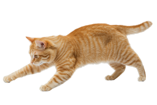 Playful orange cat in motion transparency background png transparent white animal photography