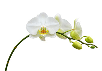 Obraz premium Isolated Blooming White Orchid Flower Isolated