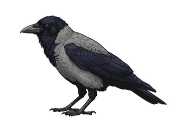 Obraz premium Isolated Hooded Crow Standing in Profile