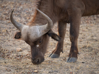 Afrikanische Tiere Kaffernbüffel oder auch Afrikanischer Büffel Steppenbüffel genannt, im Busch...
