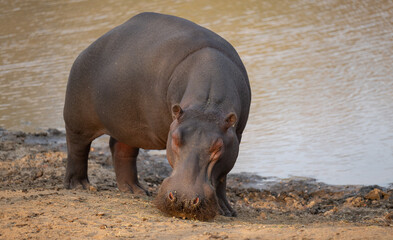 Afrikanische Tiere Flusspferd genannt Nilpferd - Hippo, im Krüger National Park - Kruger...