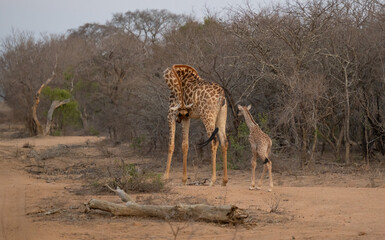 Afrikanische Tiere Giraffenkuh mit Jungtier Giraffenkalb 18 Stunden alt im Busch vom Krüger National Park - Kruger Nationalpark Südafrika