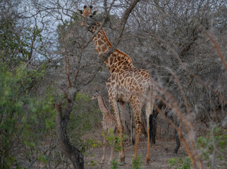 Giraffenkuh mit Jungtier Giraffenkalb 18 Stunden alt im Busch vom Krüger National Park - Kruger Nationalpark Südafrika
