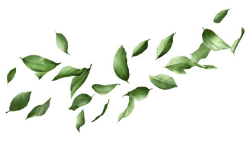 Fototapeta premium Falling green leaves nature scene png transparent background white space calm environment leafy concept