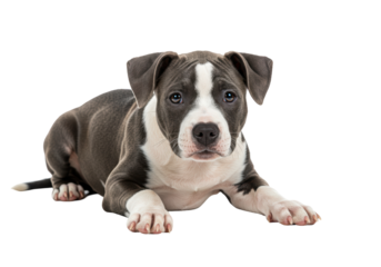 Isolated Adorable American Bully Puppy Lying Down, Sweet Gaze