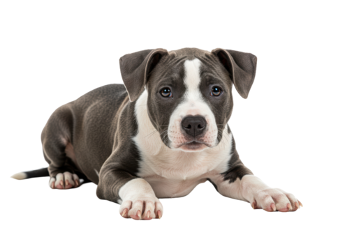 Isolated Adorable American Bully Puppy Lying Down, Sweet Gaze