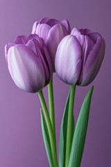 Fototapeta premium Three Elegant Purple Tulips in Full Bloom Against a Soft Lavender Background Capturing Floral Beauty and Graceful Simplicity in a Studio Setting