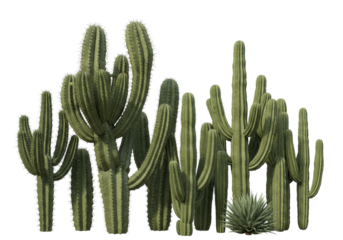 Isolated Grouping of Saguaro Cacti, Desert Landscape